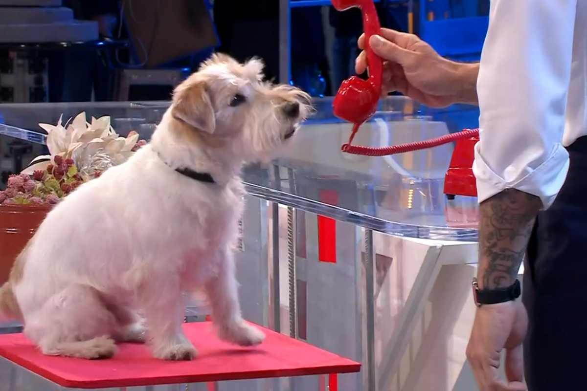 affari tuoi chi è gennarino