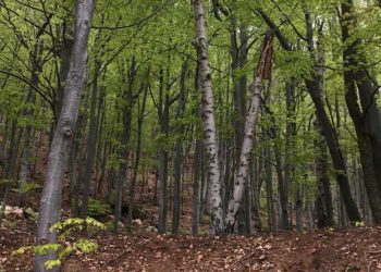 La foresta della Valle del Tanaro (Interreg Alpine Space - Forest EcoValue)