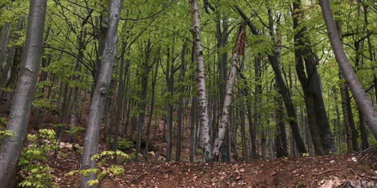 La foresta della Valle del Tanaro (Interreg Alpine Space - Forest EcoValue)