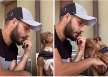 Video virale cane canile