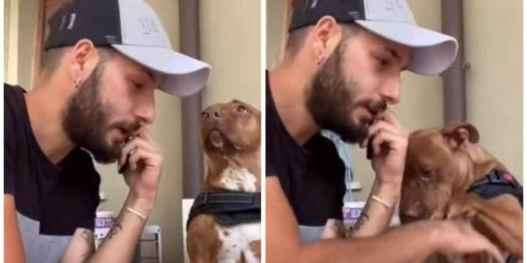 Video virale cane canile