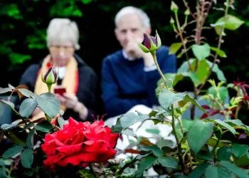 Una rosa davanti a una coppia di anziani (Foto: ANSA/TINO ROMANO)