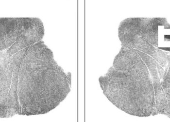 Delitto di Garlasco, impronte Andrea Sempio