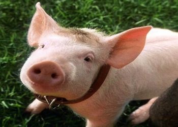 Il film nel pomeriggio di Italia 1 (Foto Web)