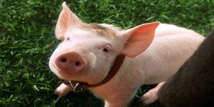 Il film nel pomeriggio di Italia 1 (Foto Web)