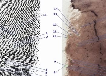 I punti di compatibilità tra l'impronta 33 e quella di Sempio (Foto: web)