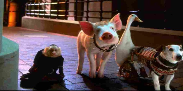 Babe va in città, il film nel pomeriggio di Rete 4 (Foto Web)