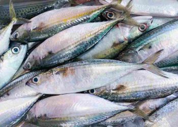 quanto soffrono i pesci prima di morire