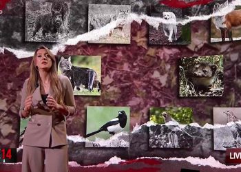 L'entomologa su Liliana Resinovich (Foto: Ore 14 Sera)