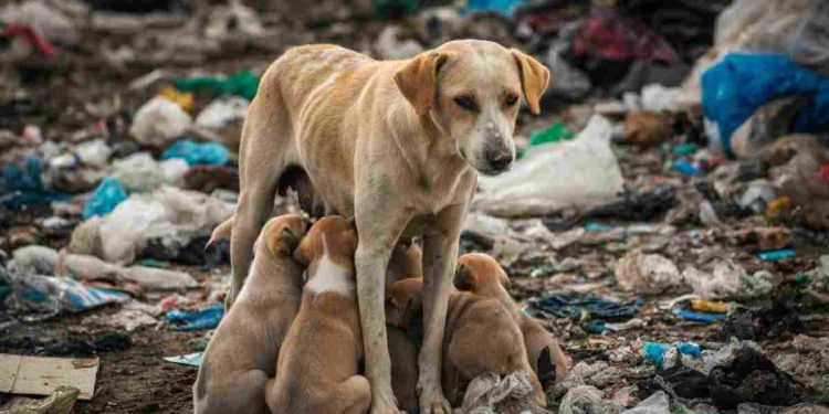 Salvataggio mamma cane