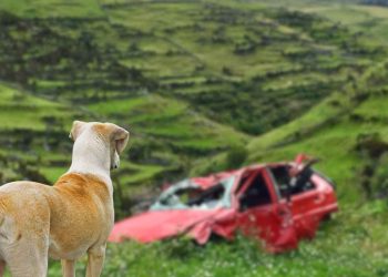 storia cane che salva padrone