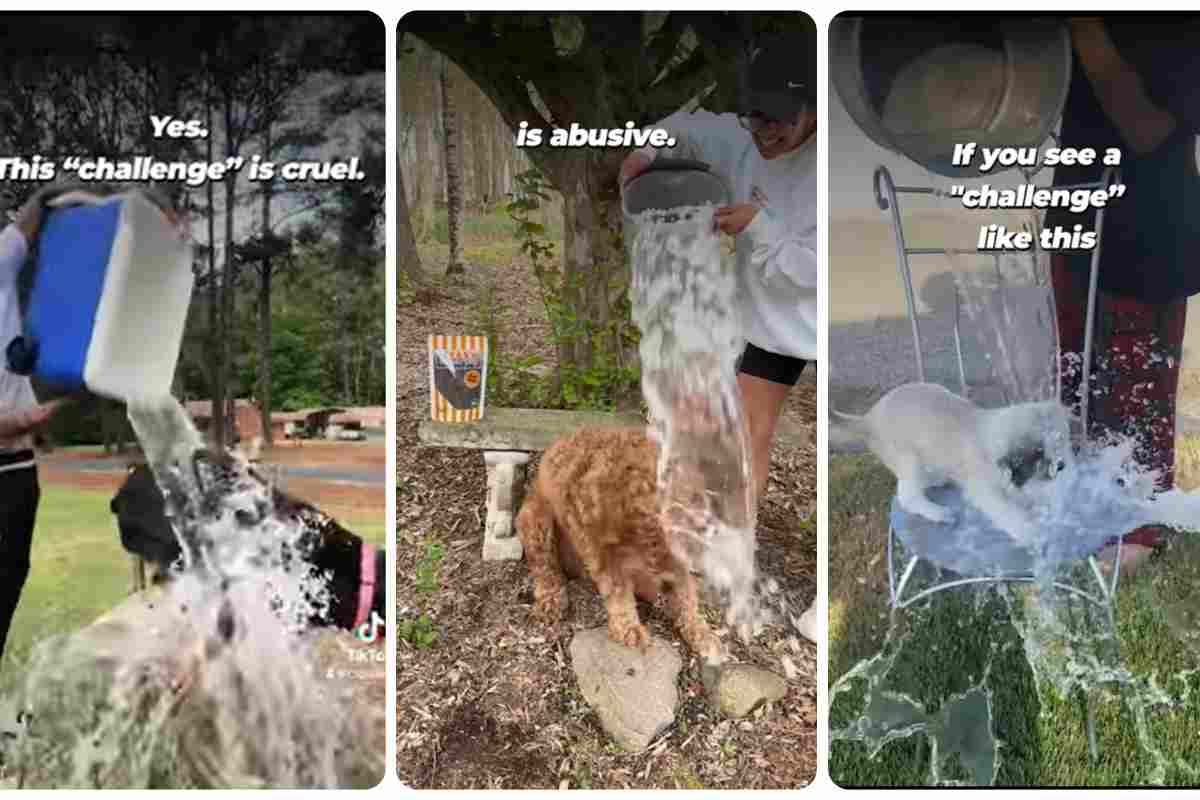 allarme maltrattamento 