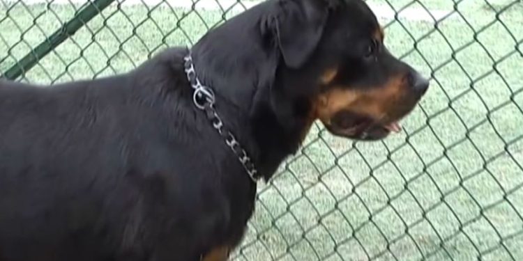Rottweiler (Foto: screen TgCom24)