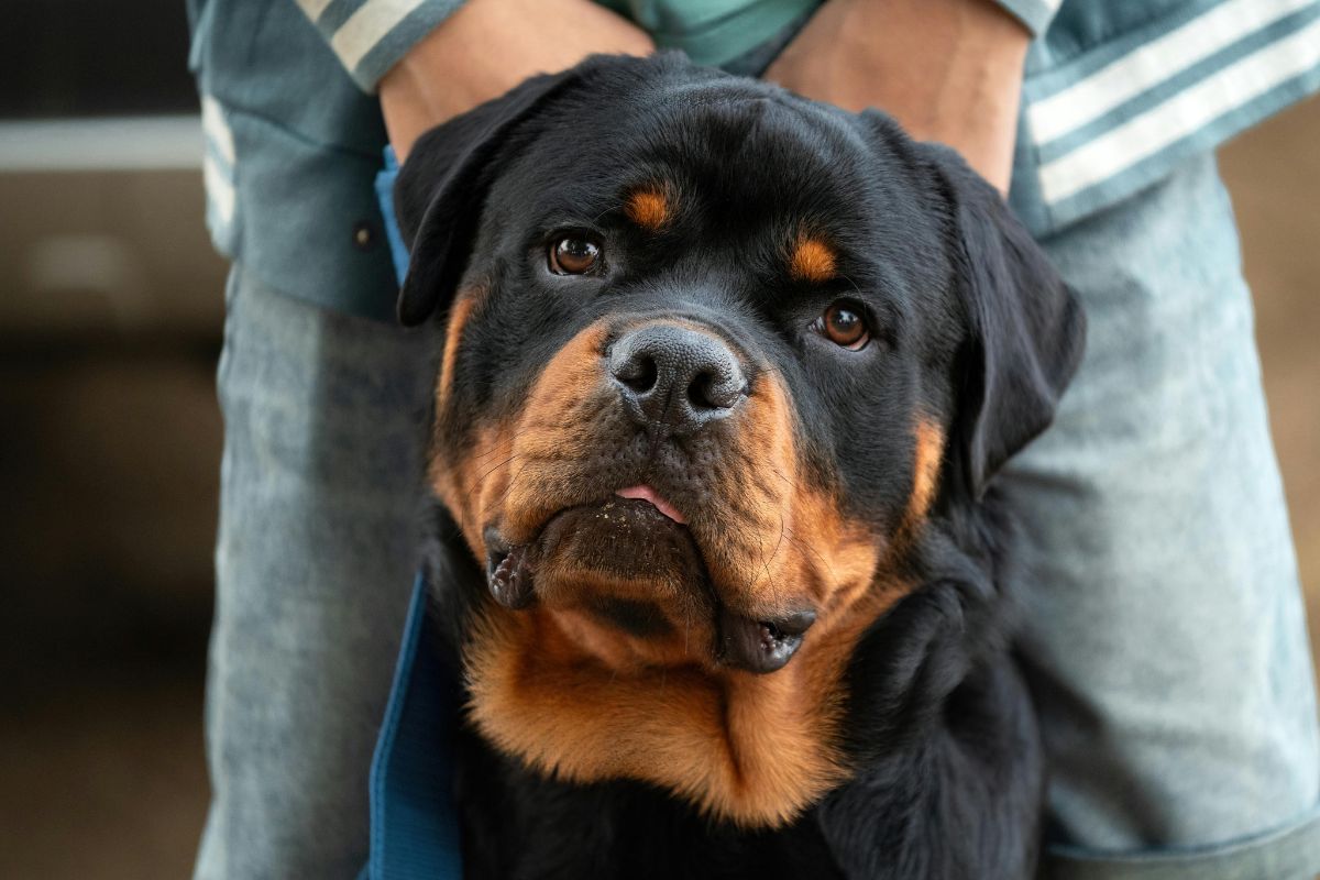 Rottweiler