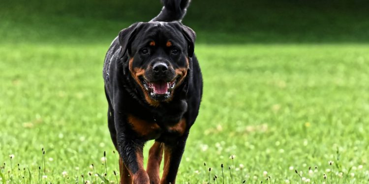 Rottweiler