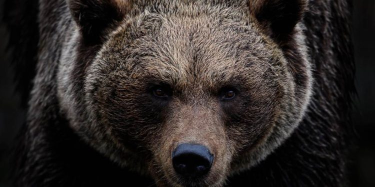 Orso (Foto: Pixabay)