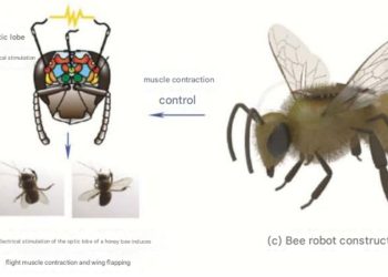Lo studio sulle api cyborg in Cina (Foto: Twitter/X)
