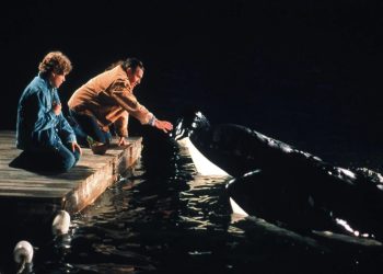 Free Wully 2, il film nel pomeriggio di Rete 4 (Foto Web)