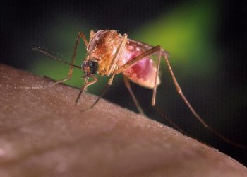 Una zanzara Culex (Ansa)