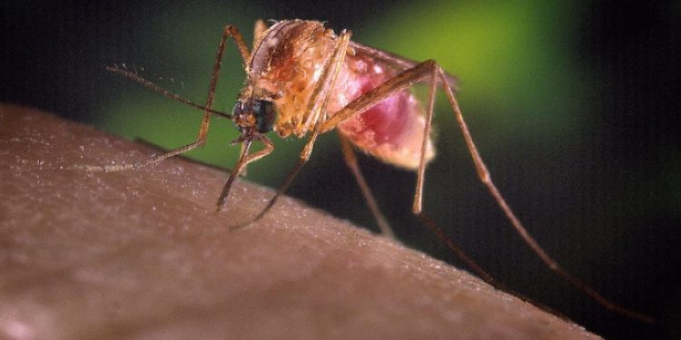 Una zanzara Culex (Ansa)