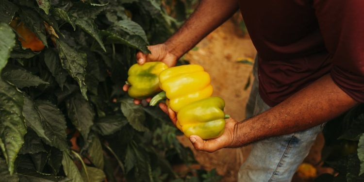 Coltivatore d'ortaggi