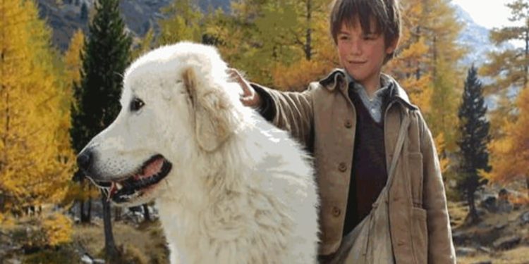 Belle & Sebastien, il film in prima serata su Canale 5 (Foto Web)