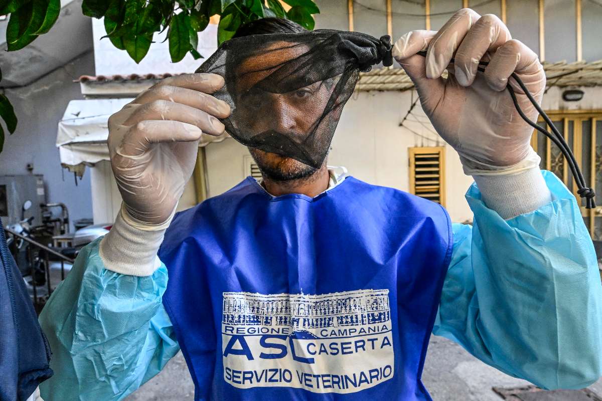 Zanzare, la cattura per l'analisi contro i virus (Foto: ANSA)