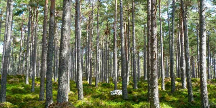 Piante (Foto: Pixabay)