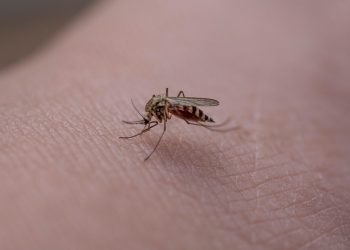 Zanzara (Foto: Pixabay)