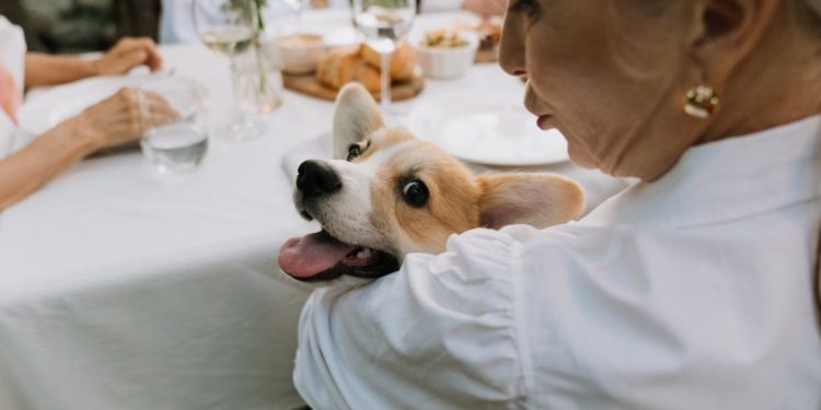 Foto di cottonbro studio (Pexels)