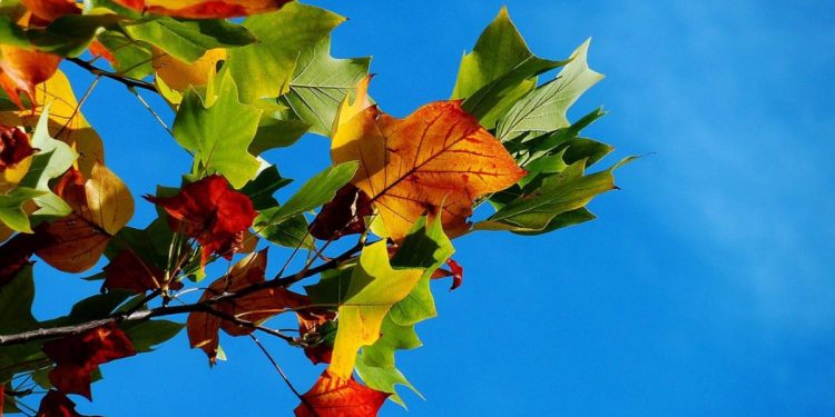 Autunno (Foto: Pixabay)