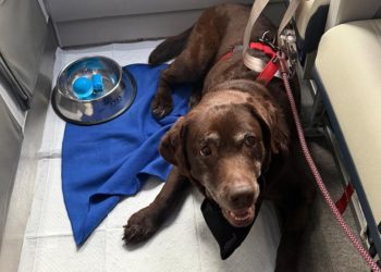 Il primo volo con i cani di grossa taglia nella cabina degli aerei