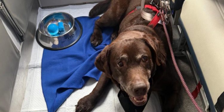 Il primo volo con i cani di grossa taglia nella cabina degli aerei