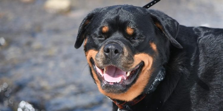 Rottweiler (Foto: Pixabay)