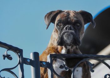 Boxer (Foto: Pixabay)