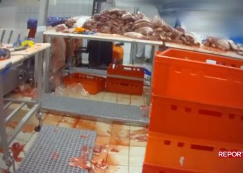 carne scaduta, Report