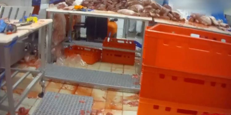 carne scaduta, Report